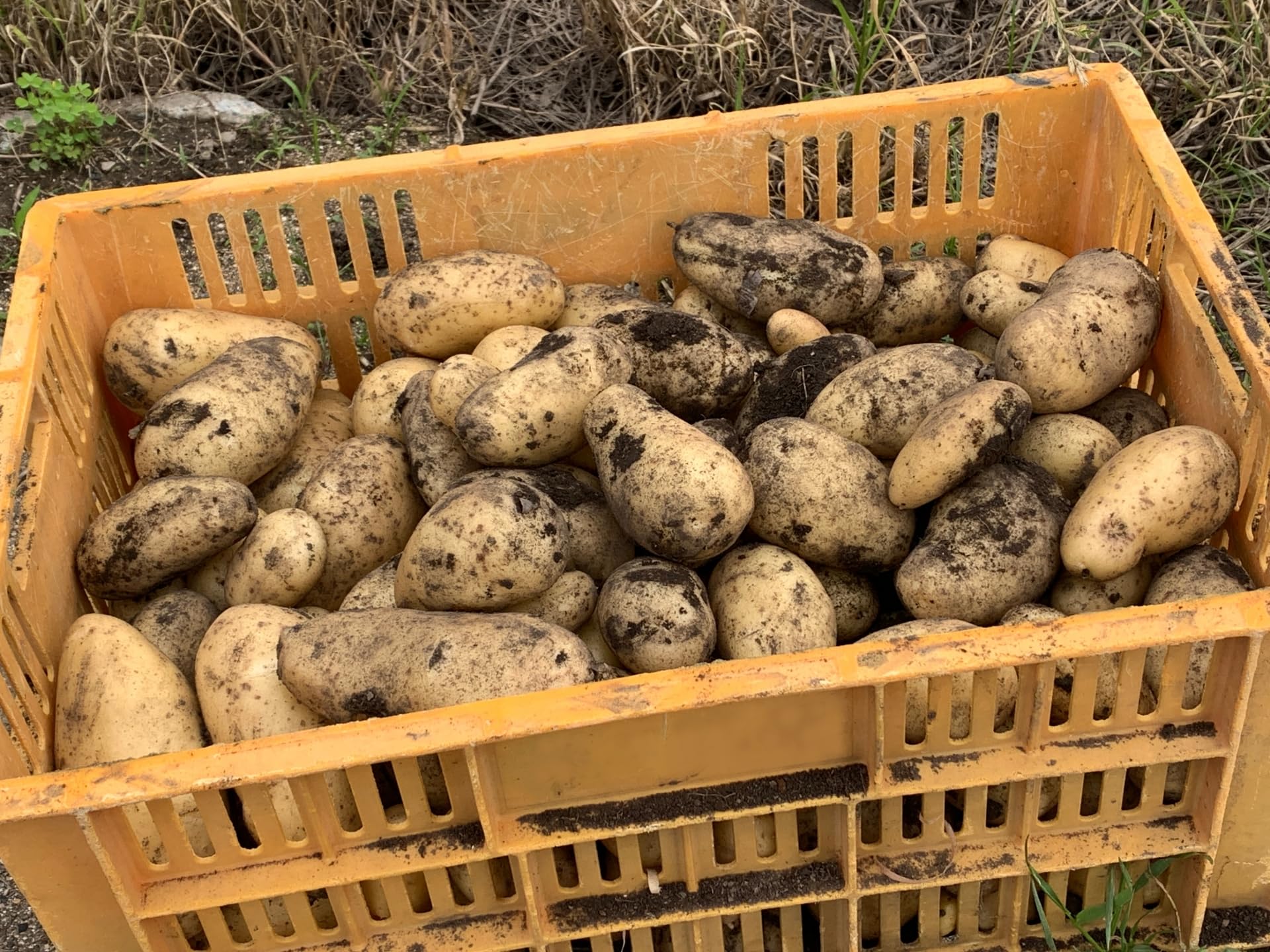 Amazon.co.jp: 【無農薬栽培 お子様にも安心♪】北海道 十勝産